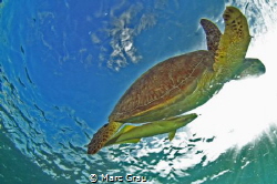 Turtle and remora in Mayotte Island, Chirongui Beach. by Marc Grau 